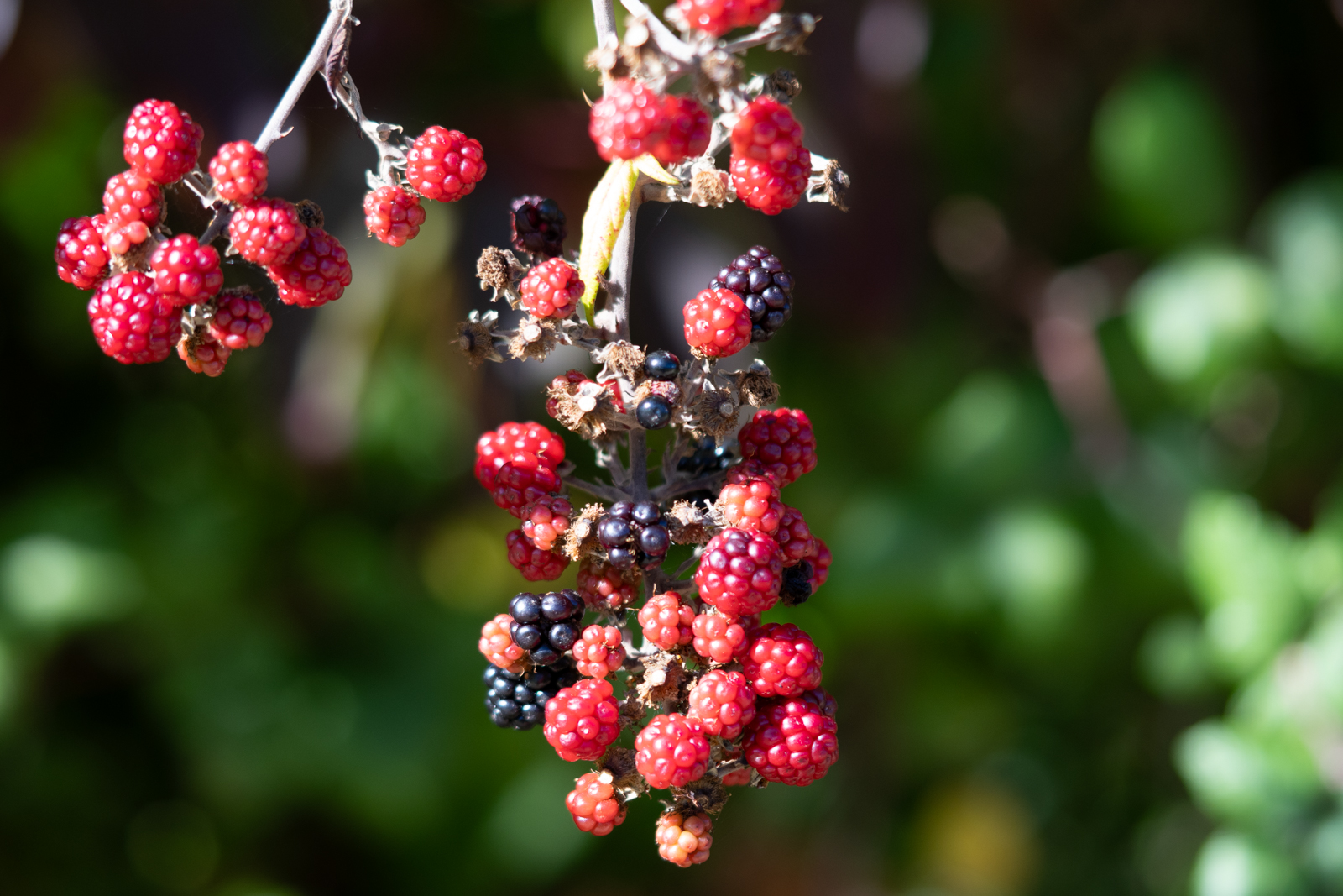 Photography by Chris Allington